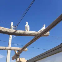 کبوتر طوقی معاوضه با هرچیزی کارم بیاد