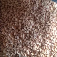 گندوم|عمده‌فروشی|بروجرد, |دیوار