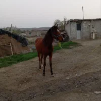 اسب مادیان|اسب و تجهیزات اسب‌سواری|مشگین شهر, |دیوار