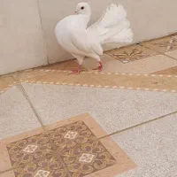 سفید دم چتری