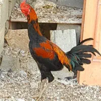 خروس محلی و لاری و مرغ کرک ریشی|حیوانات مزرعه|آبدان, |دیوار