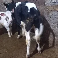 گوساله نر|حیوانات مزرعه|بروجرد, |دیوار