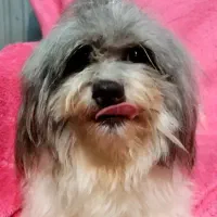 شیتزو عروسکی|سگ|رشت, دیانتی|دیوار