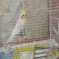 عروس هلندی سخنگو