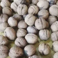 گردوکیلو700