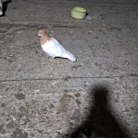 کبوترماده کله ای زردگرفتنی بدون پرغلط آماده جفت|پرنده|تهران, نیاوران|دیوار