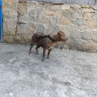 سگ پیتبول