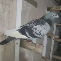 تعدادی کفتر