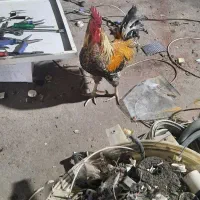 خروس گلین|حیوانات مزرعه|نسیمشهر, |دیوار