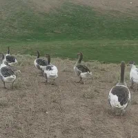 غازهای طبیعی وسنگین وزن|حیوانات مزرعه|قشلاق دشت, |دیوار