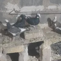 پلنگ سیاه وپلنگ مگس عطیقه وطوقی