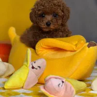 سگ توی پودل ۷۵ روزه