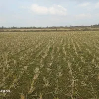 11هکتار-کشاورزی-زیر-قیمت-شکاری-رشت-به-لاهیجان