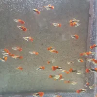 ماهی گوپی و دمشمشیری پیش مولد