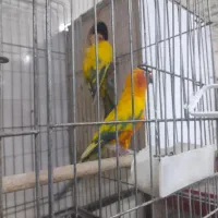 جفت طوطی خورشیدی سان کانور|پرنده|اهواز, کیانپارس |دیوار