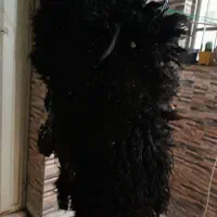 پوست گوسفند تازه مشکی