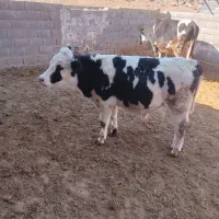 گوساله نر فروشی