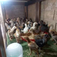 فروش جوجه محلی گلین مرندی سلطان