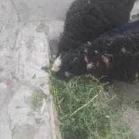 قوچ مشکی به فروش میرسد