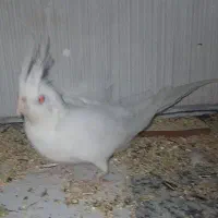 عروس هلندی قفس کبوتر خرقه زره ای|پرنده|اصفهان, مارچین|دیوار