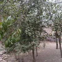 خانه ویلایی|فروش خانه و ویلا|هیر, |دیوار