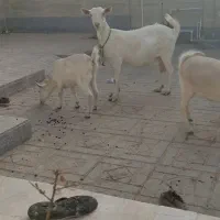 سه تاکولارکل سانن دوتابزسانن|حیوانات مزرعه|درمیان, |دیوار