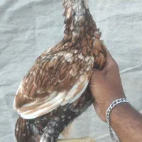 مرغ هندی پولکی نسل بالا وارداتی تضمینی