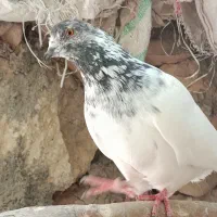 کبوتر پرشی