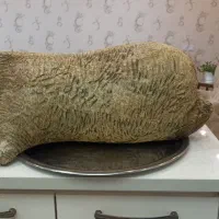 هیزه جاروغن