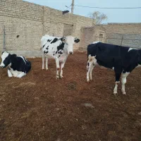 گاو|حیوانات مزرعه|چناران, |دیوار