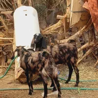 گیسه و چپش نری پاکستانی دوقلو هستن فروشی