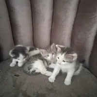 فروش بچه گربه به انتخاب خریدار