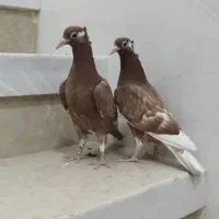 جوجه میولمنز کاکولی|پرنده|یزد, |دیوار