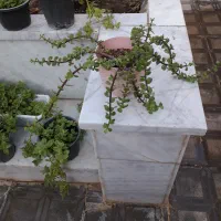 حراج گلهای طبیعی