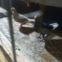 جفت نروماده قره