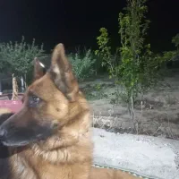 واگذاری سگ ژرمن