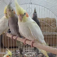 عروس هلندی|پرنده|رشت, حمیدیان|دیوار