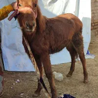 اسبهای یورقه نریان و مادیان