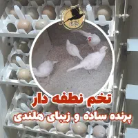 فروش تخم نطفه دار پرنده زینتی ، گوشتی
