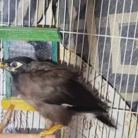 مرغ مینا سخنگو|پرنده|مشهد, کوی دروی|دیوار