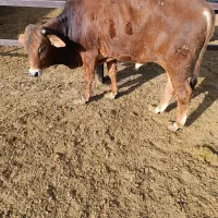 گوساله نر چاق