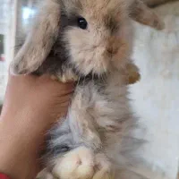 خرگوش لپ و آنگورا