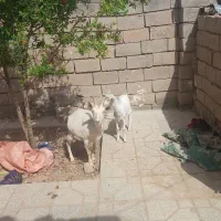 بزسانن|حیوانات مزرعه|سده (خراسان جنوبی), |دیوار