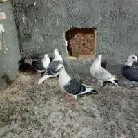 کبوتر جوجه کویتی|پرنده|تربت‌حیدریه, ترمینال|دیوار
