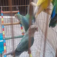 طوطی برزیلی|پرنده|قزوین, |دیوار