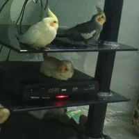 فروش عروس هلندی