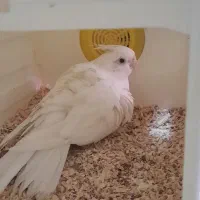 عروس هلندی بالغ|پرنده|زابل, |دیوار