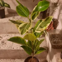 گل ها سالم وسروحال|گل و گیاه طبیعی|نیشابور, شهرک اندیشه|دیوار