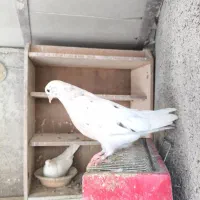 کبوتر فروشی