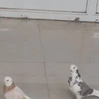 کبوتر پرشی آس آس